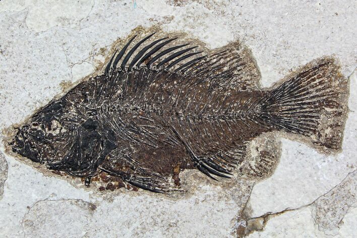 Fossil Fish (Cockerellites) - Green River Formation #107883
